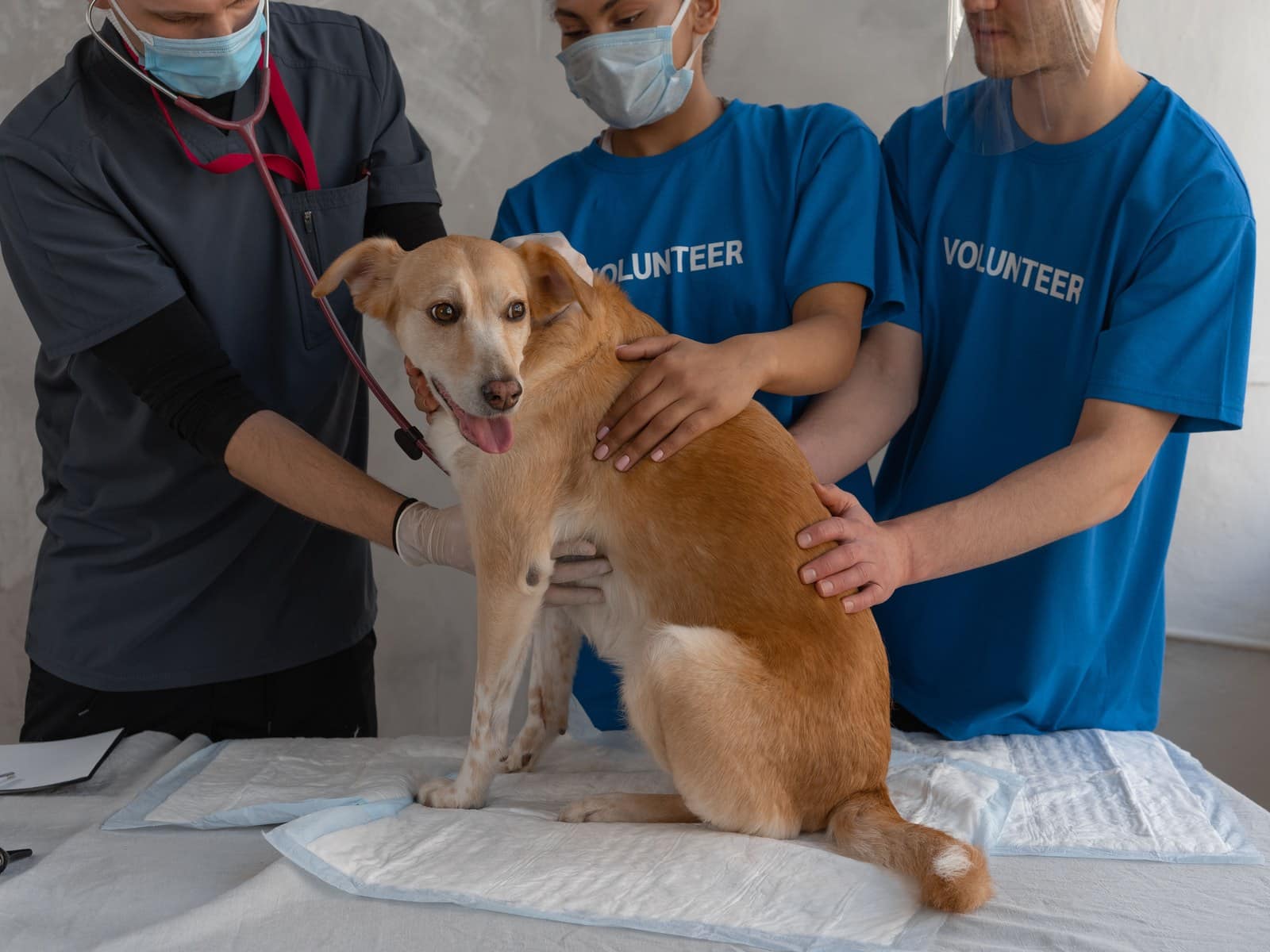 Royal Canin Veterinary: Wann Veterinärdiäten wirklich helfen