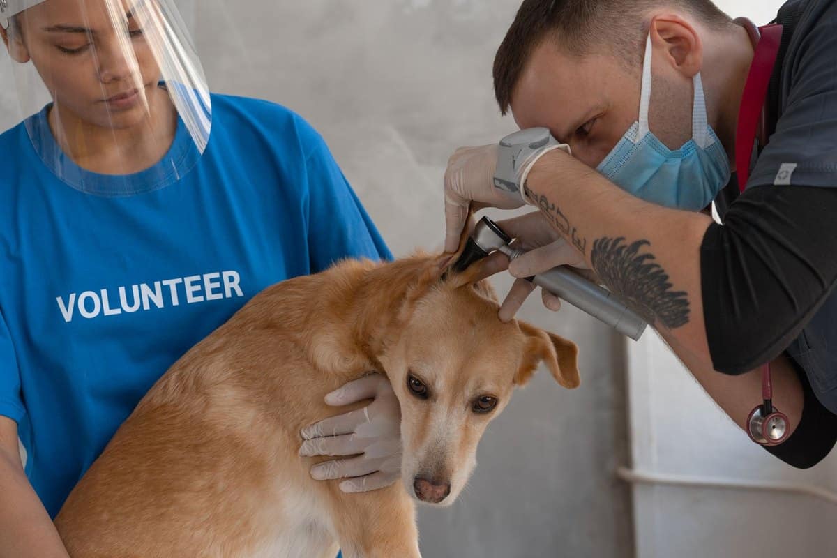 Royal Canin Veterinary: Wann Veterinärdiäten wirklich helfen – go4vet