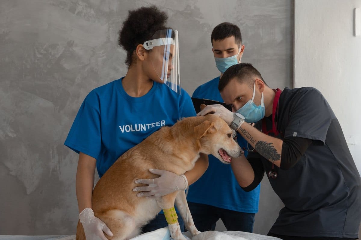 Royal Canin Veterinary: Wann Veterinärdiäten wirklich helfen – go4vet