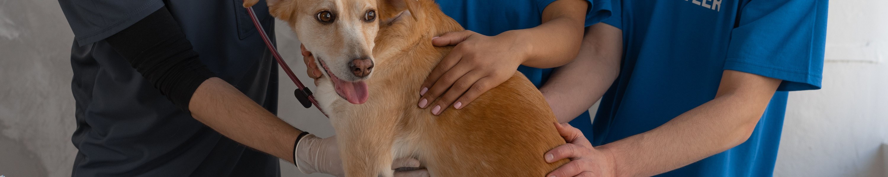 Royal Canin Veterinary: Wann Veterinärdiäten wirklich helfen