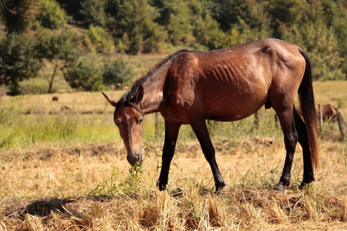 Saftfutter beim Pferd: Karotten, Äpfel, Rote Bete und Co. – go4vet