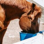 Sanovet vs Pavo: Zwei Pferdefutter-Marken im fairen Vergleich