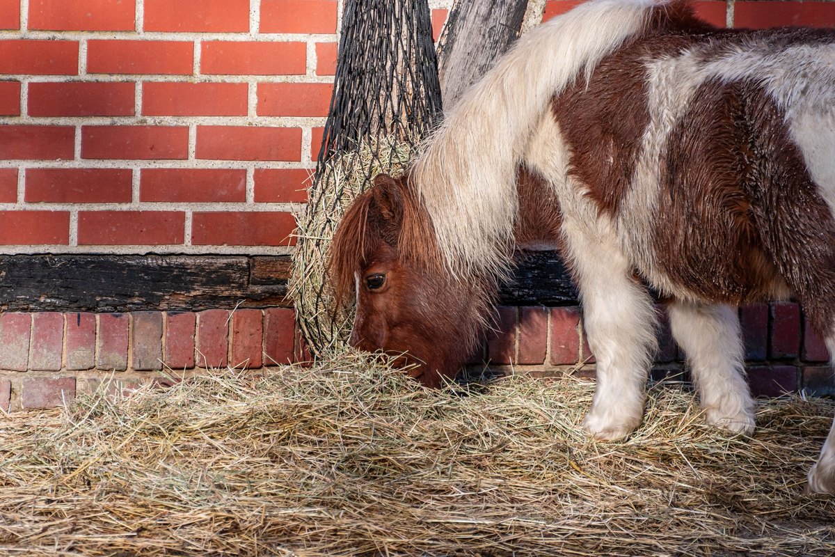 sanovet vs pavo: zwei pferdefutter-marken im fairen vergleic – go4vet