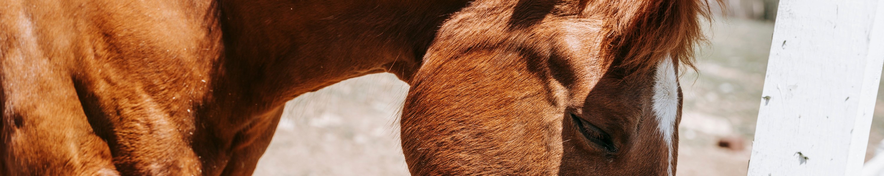 Sanovet vs Pavo: Zwei Pferdefutter-Marken im fairen Vergleich