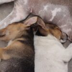 Scheinträchtigkeit beim Hund