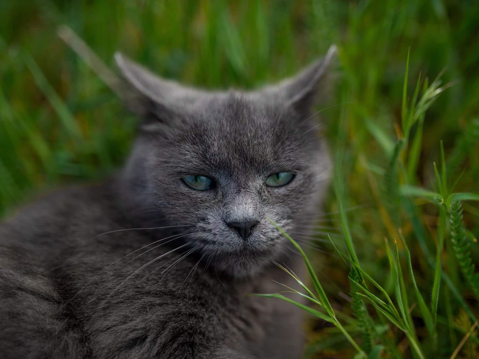Schilddrüsenüberfunktion bei Katzen: Symptome und Behandlung