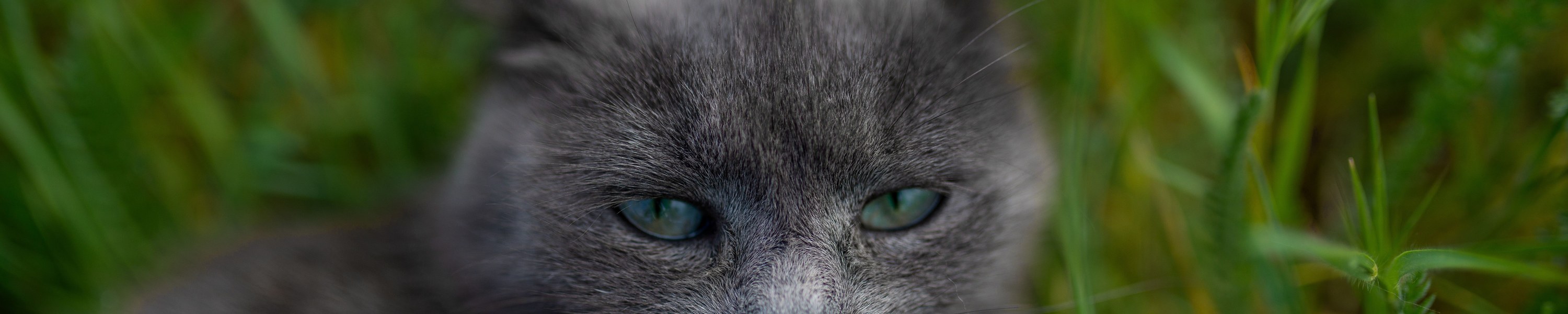Schilddrüsenüberfunktion bei Katzen: Symptome und Behandlung