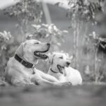 Schilddrüsenunterfunktion beim Hund