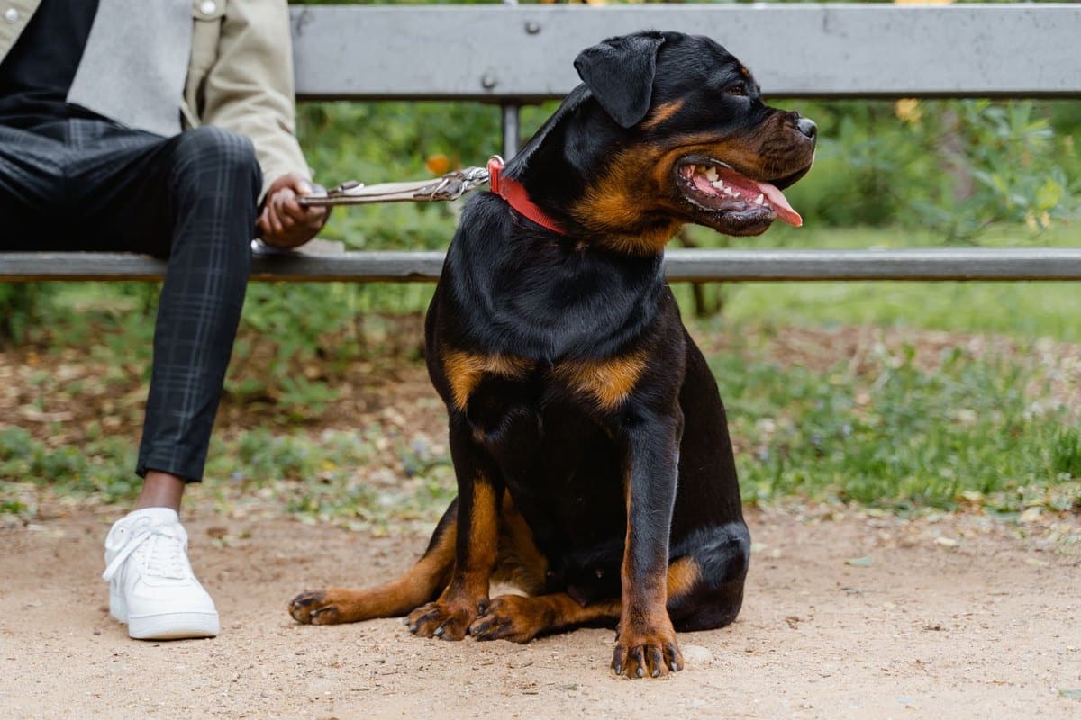 Schilddrüsenunterfunktion beim Hund – go4vet