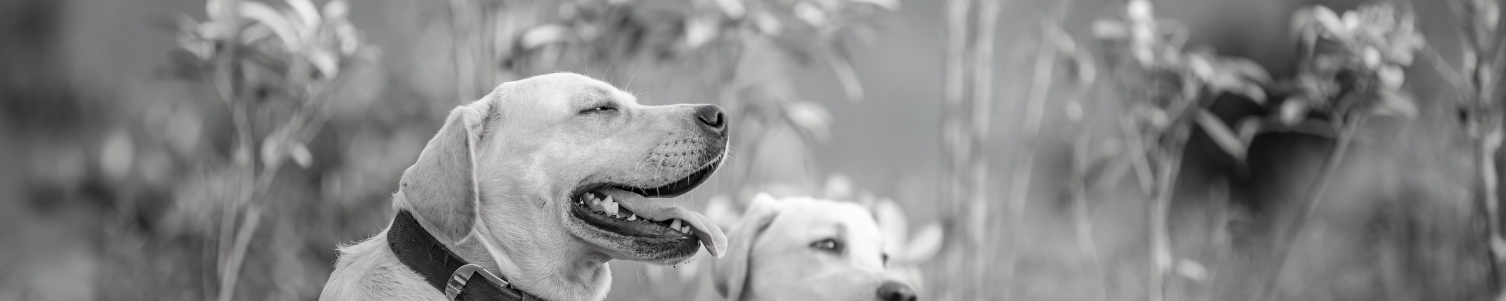 Schilddrüsenunterfunktion beim Hund