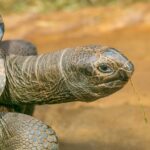 Schildkröte Ernährung: Was darf die Landschildkröte fressen?