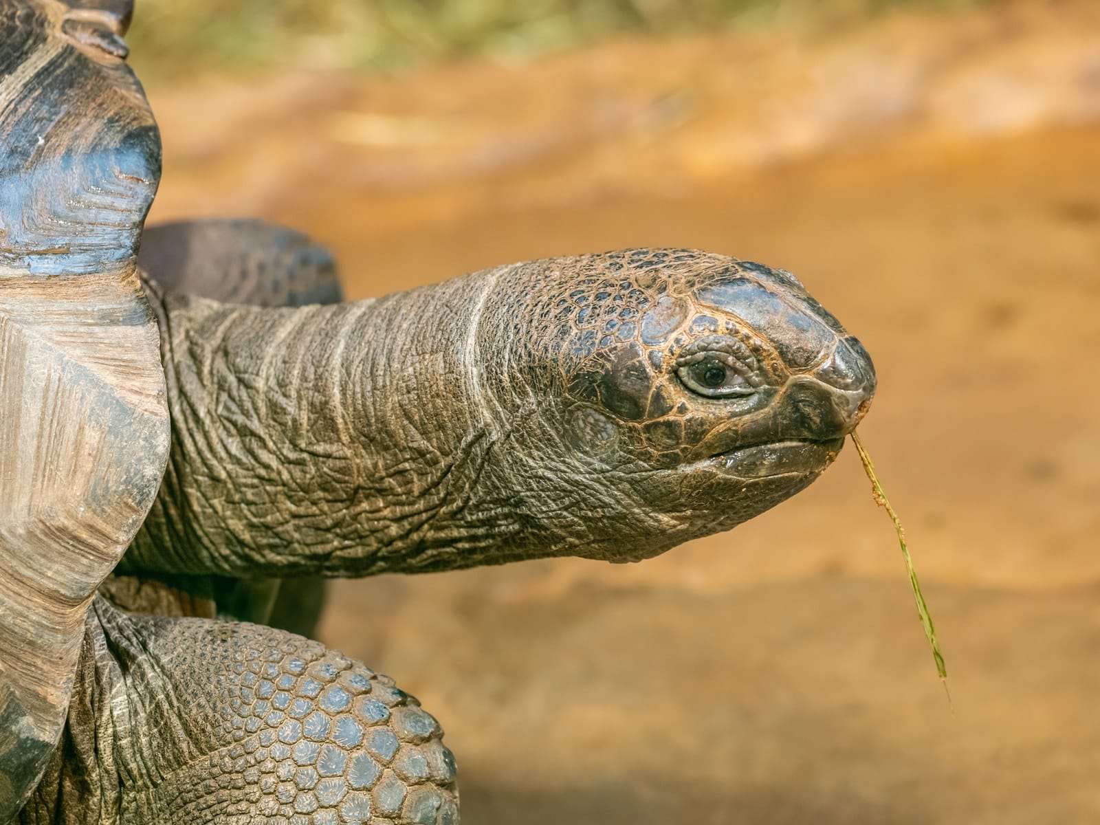 Schildkröte Ernährung: Was darf die Landschildkröte fressen?