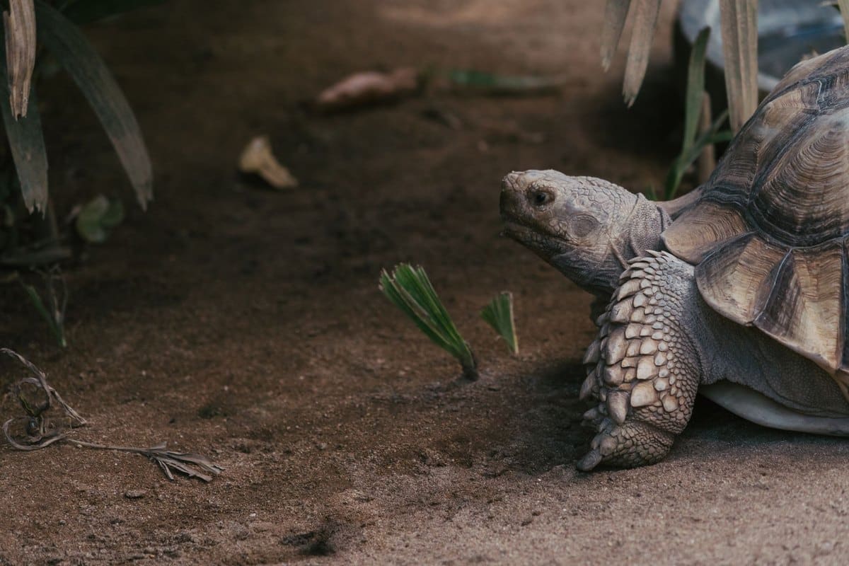 Schildkröte Ernährung: Was darf die Landschildkröte fressen? – go4vet