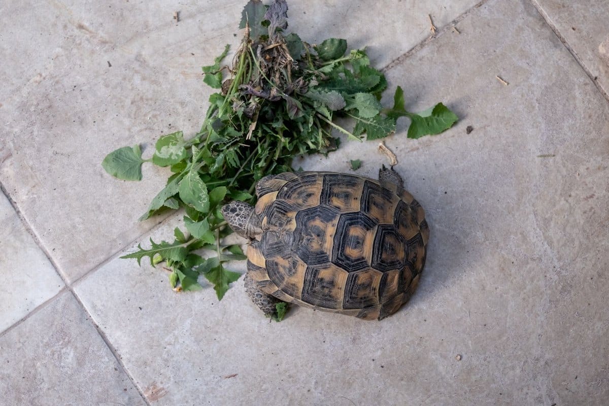 Schildkröte Ernährung: Was darf die Landschildkröte fressen? – go4vet