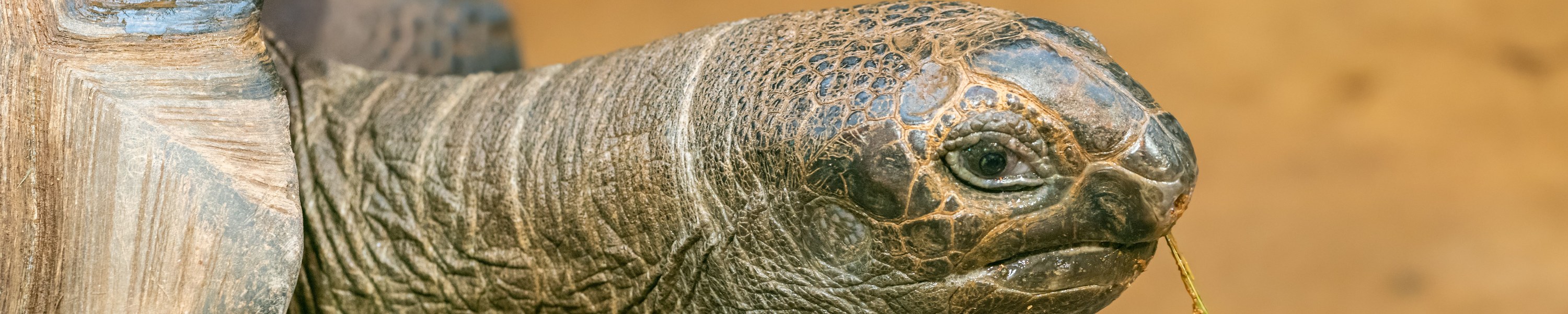 Schildkröte Ernährung: Was darf die Landschildkröte fressen?