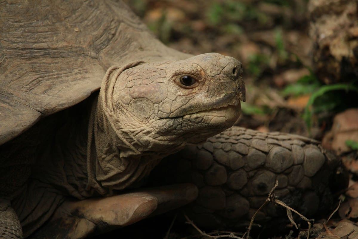 Schildkröte Krankheiten: Die häufigsten Erkrankungen und was – go4vet