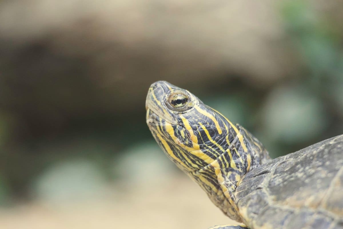 Schildkröte Krankheiten: Die häufigsten Erkrankungen und was – go4vet