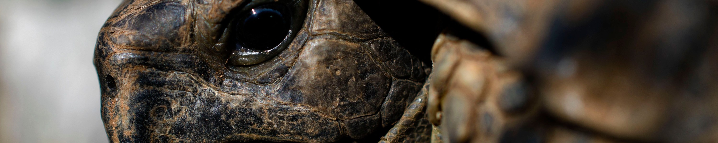 Schildkröte Krankheiten: Die häufigsten Erkrankungen und was du tun kannst
