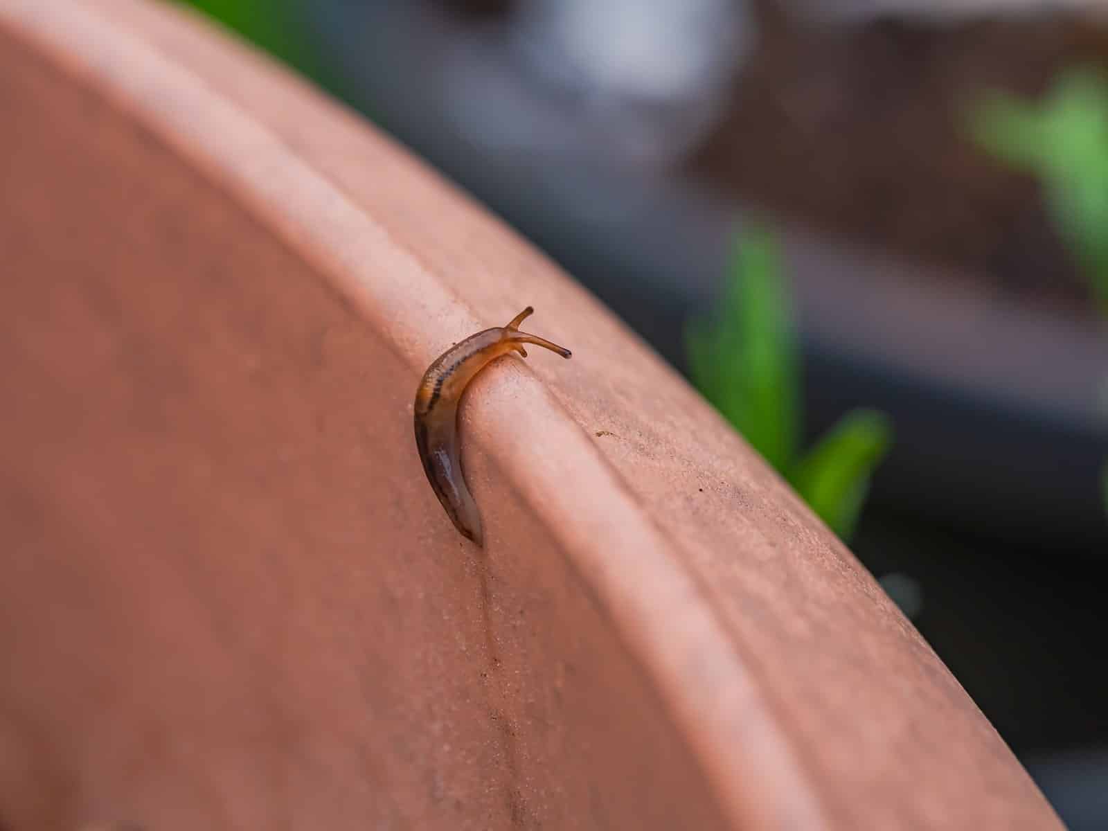 Schneckenkorn giftig für Hunde: Hochgefährlich im Garten!
