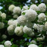 Schneeball giftig: Ist die Gartenpflanze Schneeball gefährlich?