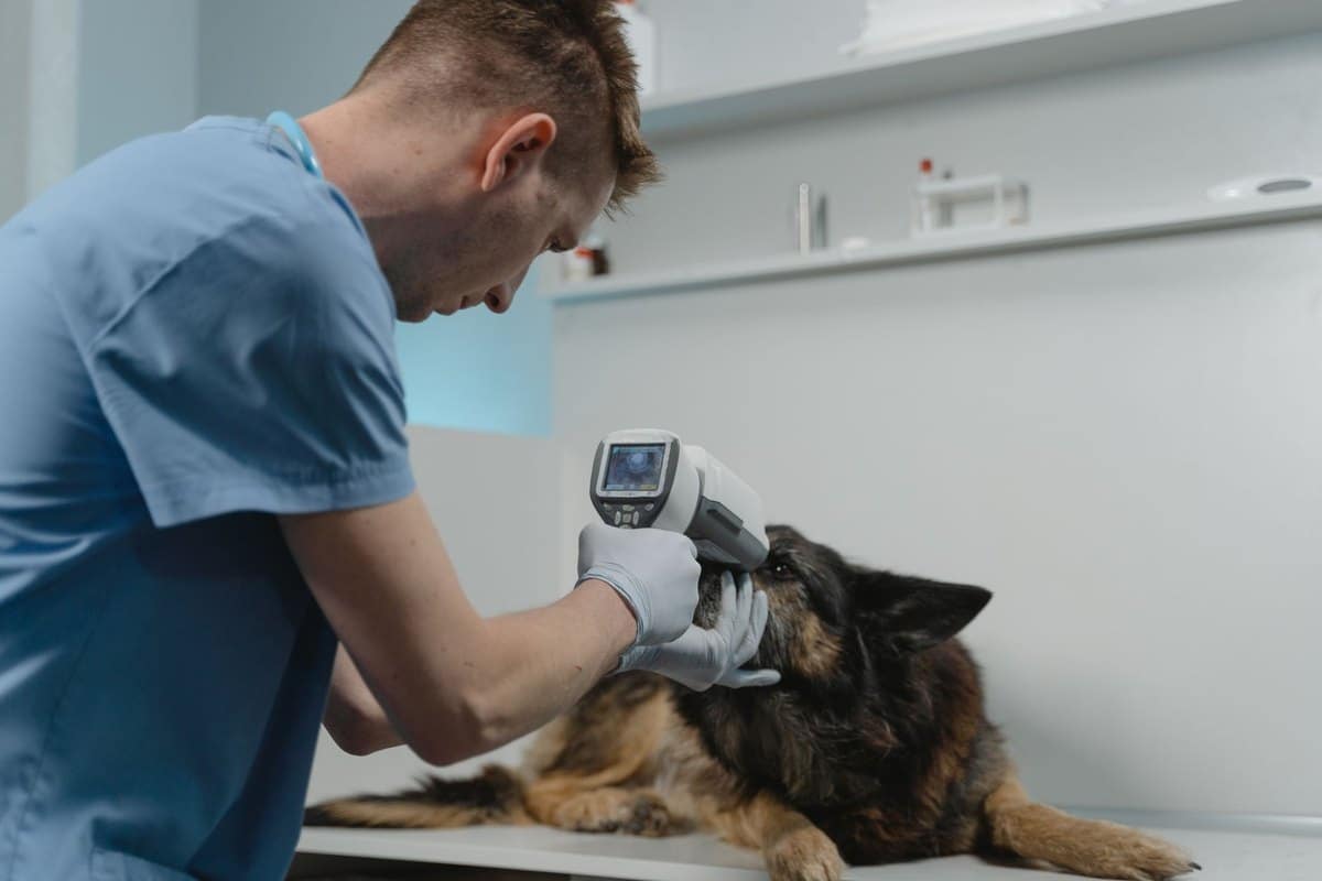 Schwarzer Hautkrebs Katze – go4vet