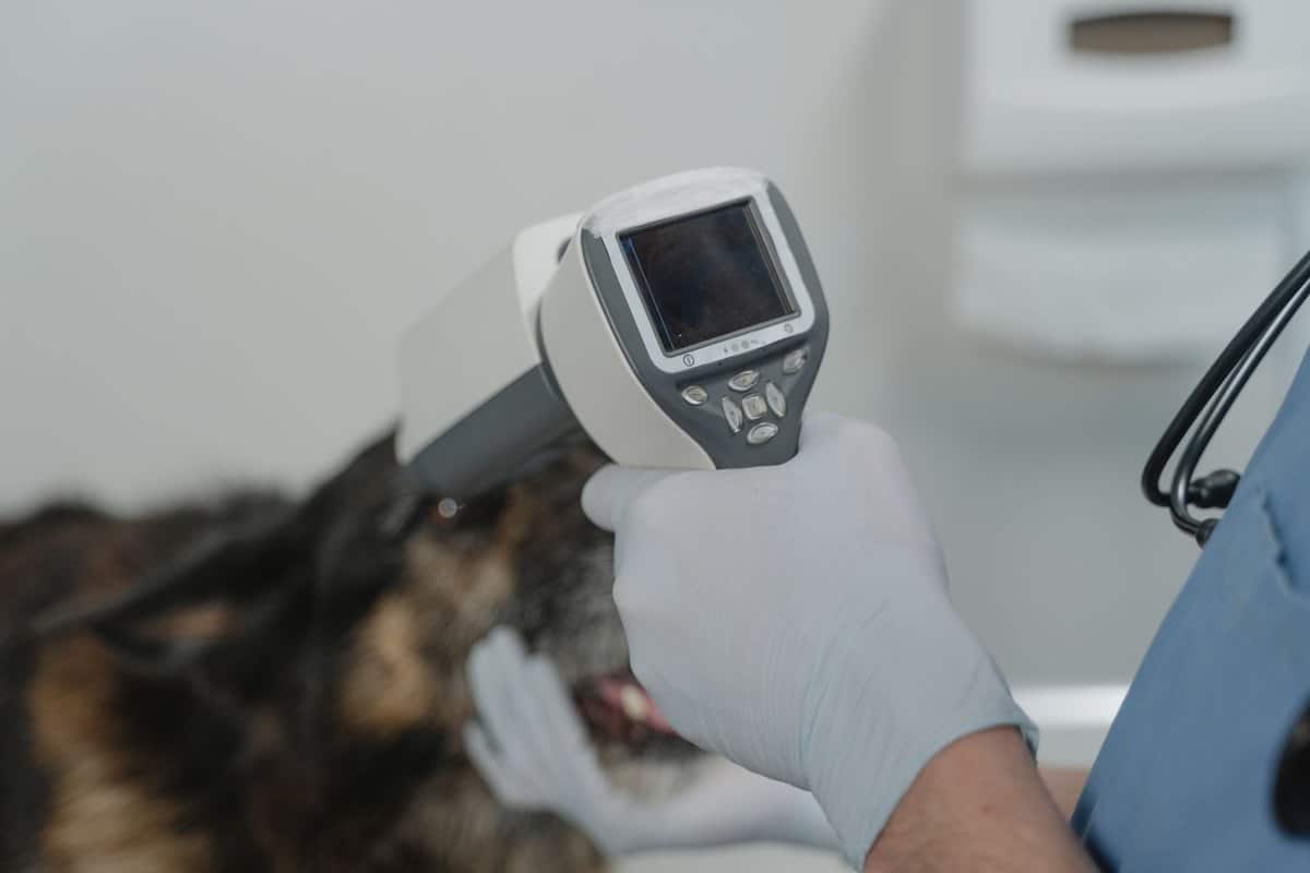 Schwarzer Hautkrebs Katze – go4vet