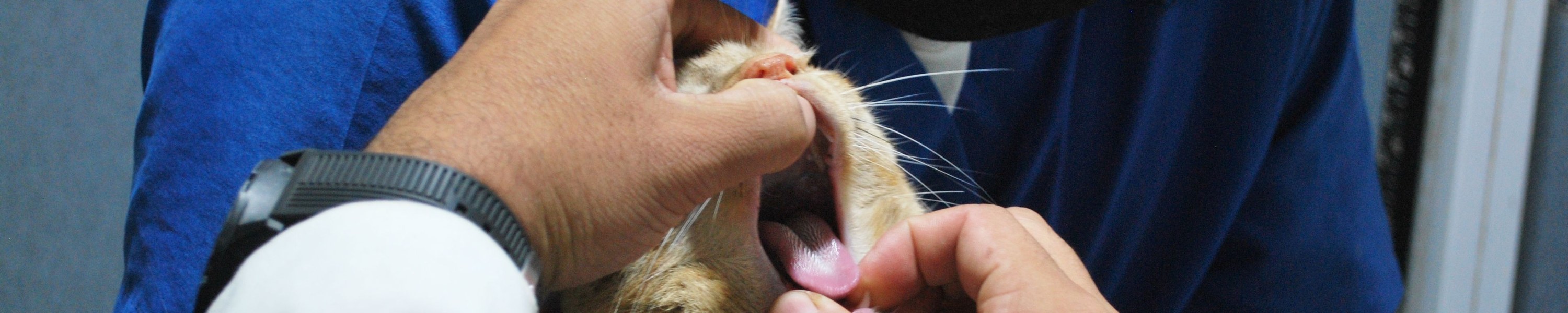 Schwarzer Hautkrebs Katze