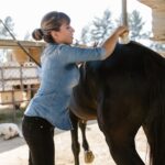 Schweifpflege beim Pferd