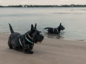 Scottish Terrier