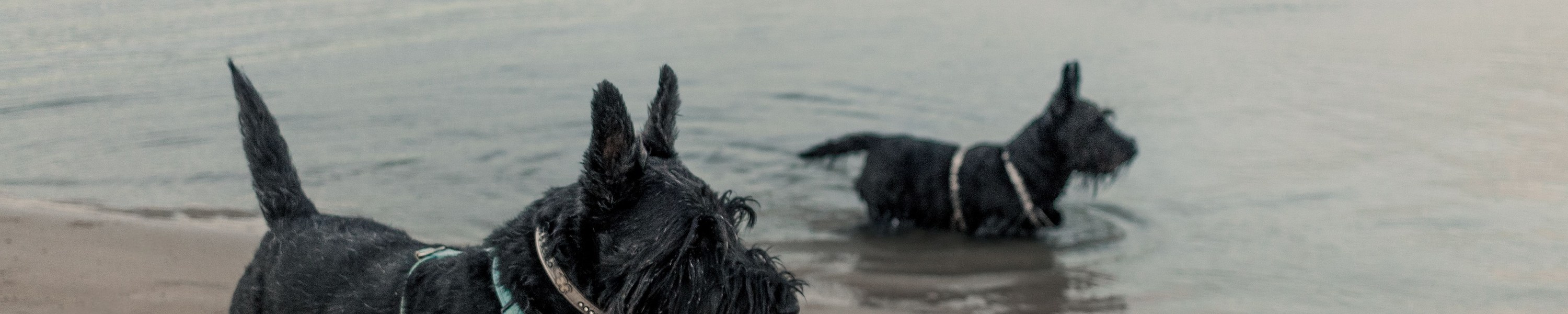 Scottish Terrier