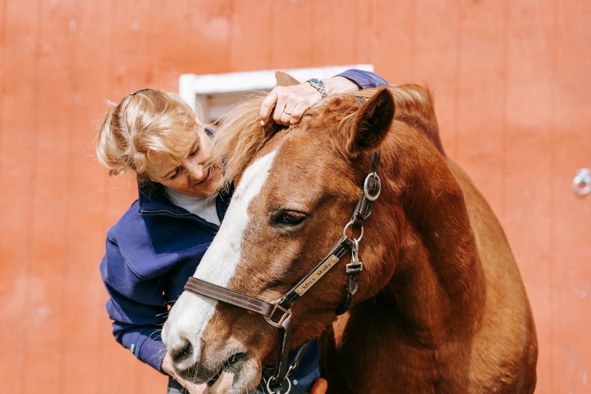 Sehnenverletzung beim Pferd: Symptome, Diagnose, Therapie un – go4vet