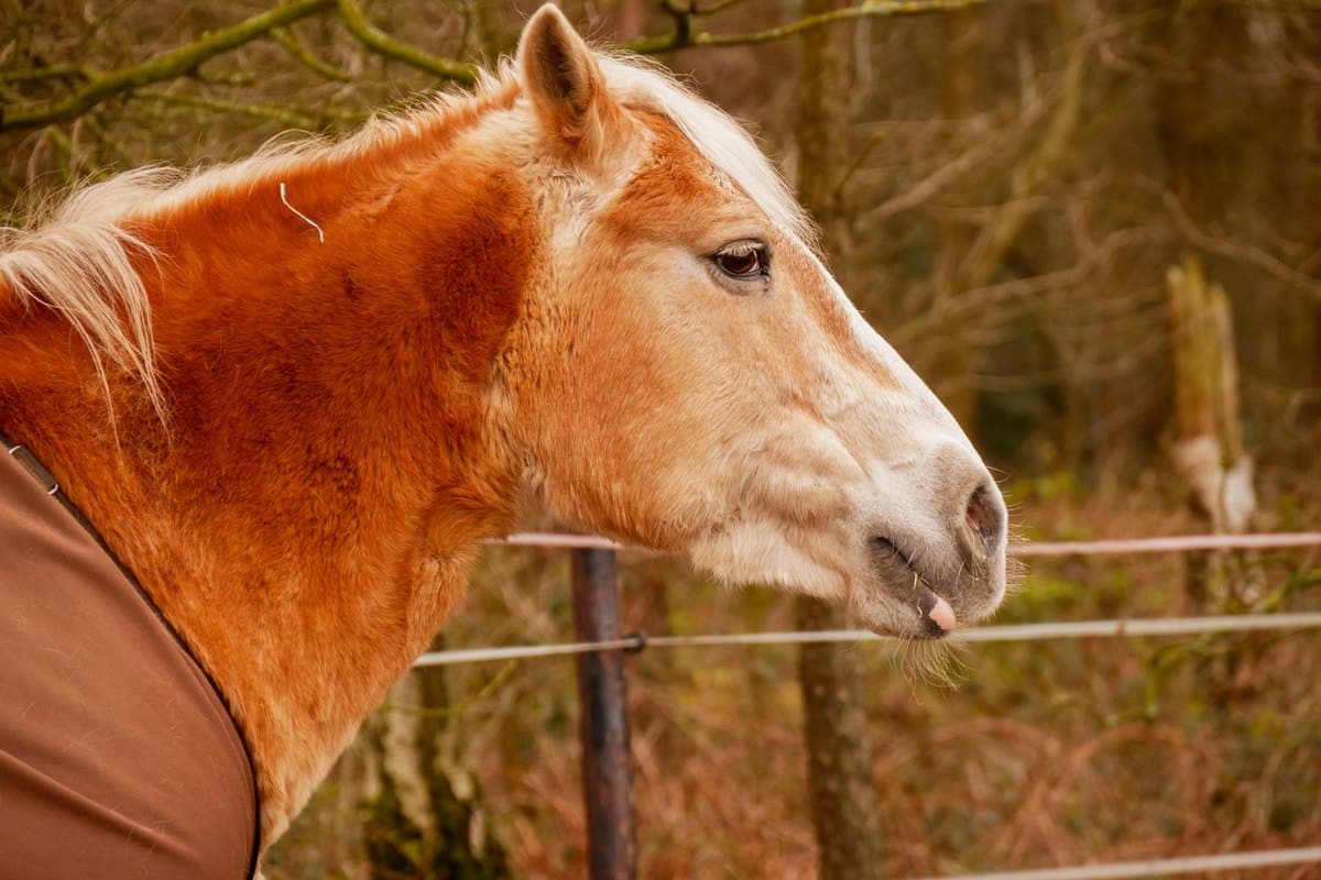 Sehnenverletzung beim Pferd: Symptome, Diagnose, Therapie un – go4vet