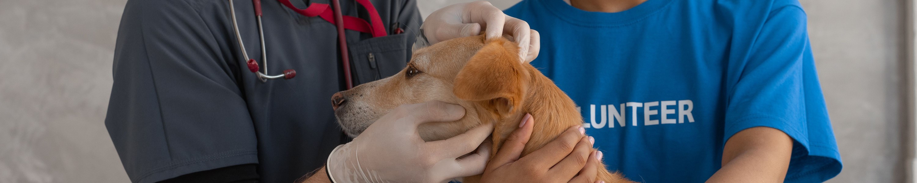 Sehnenverletzung beim Pferd: Symptome, Diagnose, Therapie und Reha