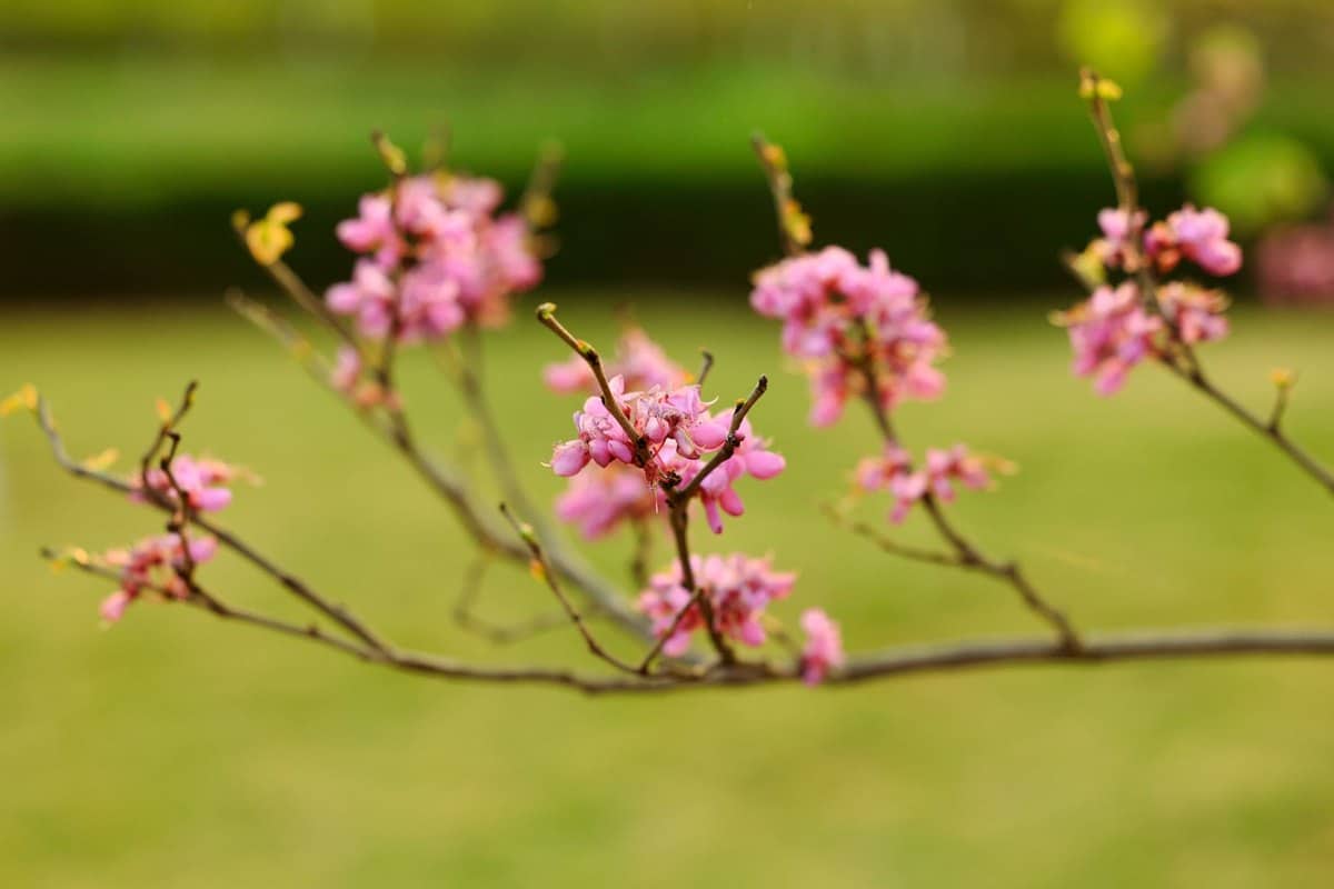 Seidelbast giftig: Extrem giftige Gartenpflanze! – go4vet
