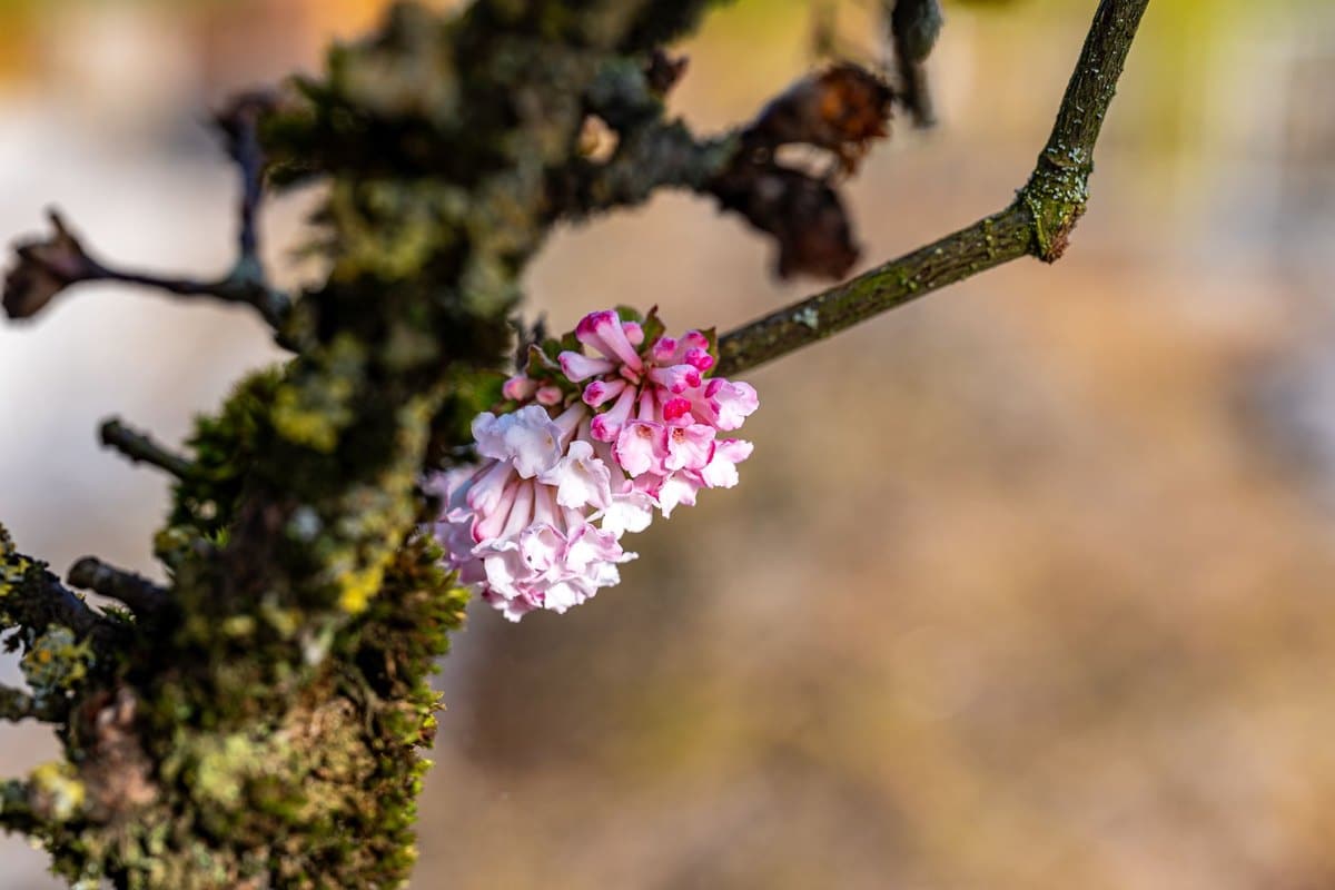 Seidelbast giftig: Extrem giftige Gartenpflanze! – go4vet