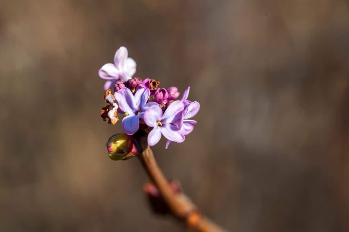 Seidelbast giftig: Extrem giftige Gartenpflanze! – go4vet
