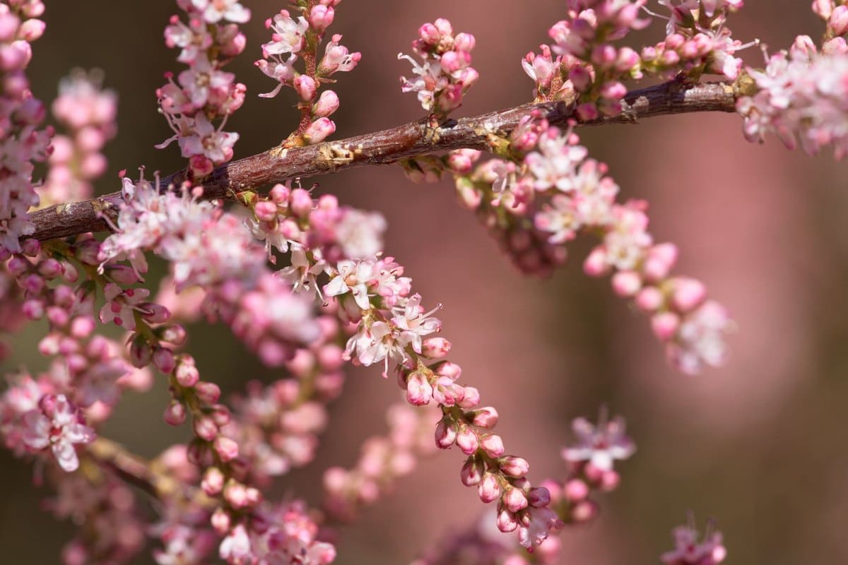 Seidelbast giftig: Extrem giftige Gartenpflanze! – go4vet