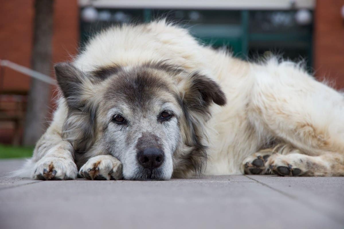 Demenz beim alten Hund (CDS), Symptome, Therapie, Begleitung – go4vet