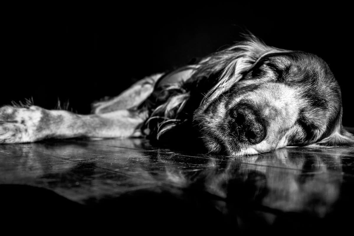 Demenz beim alten Hund (CDS), Symptome, Therapie, Begleitung – go4vet