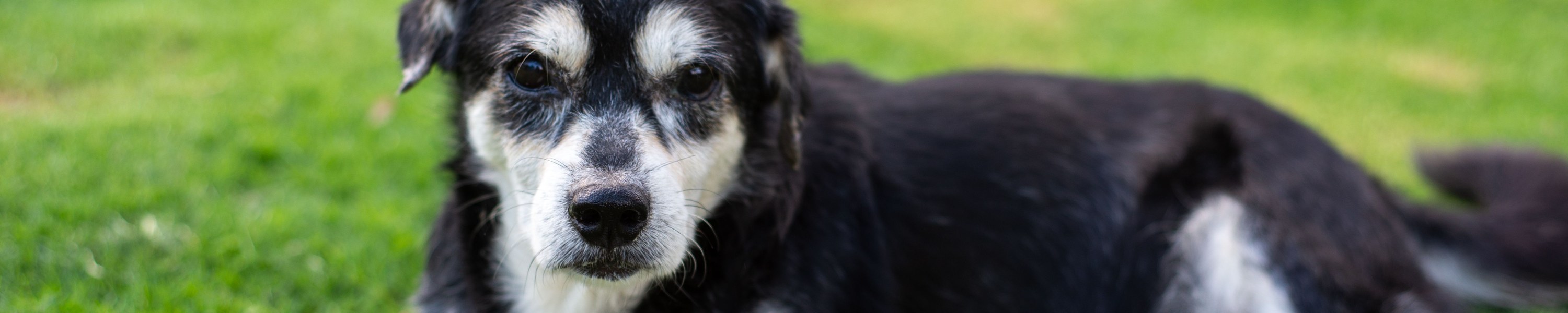 Demenz beim alten Hund (CDS), Symptome, Therapie, Begleitung