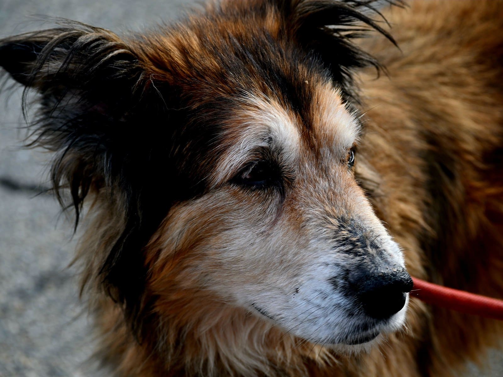 Gelenkschutz beim Senior-Hund, was wirklich hilft