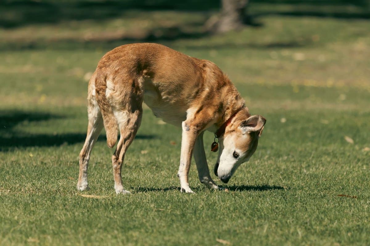 Gelenkschutz beim Senior-Hund, was wirklich hilft – go4vet