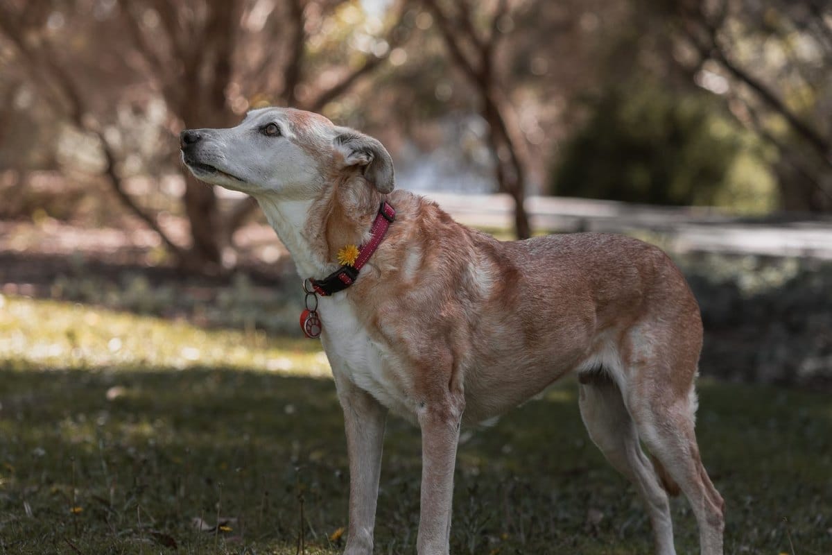 Gelenkschutz beim Senior-Hund, was wirklich hilft – go4vet