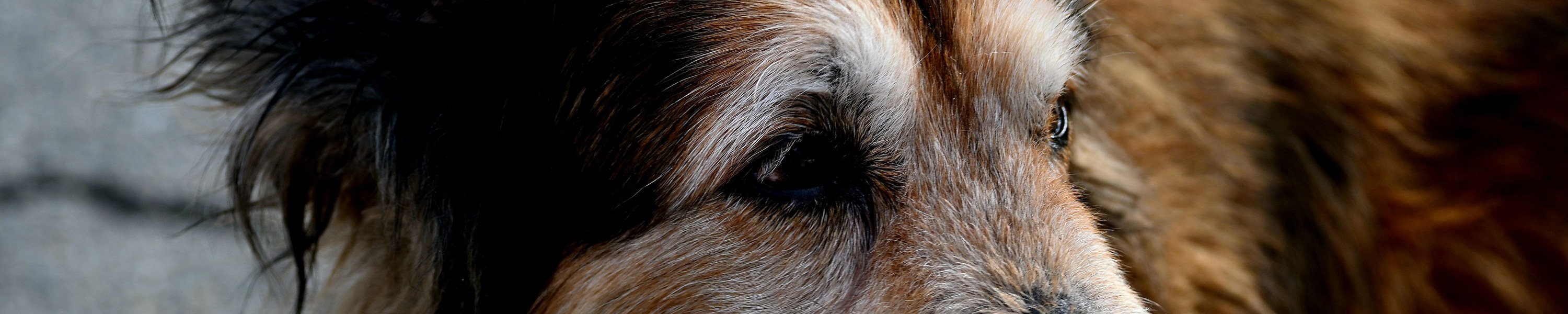 Gelenkschutz beim Senior-Hund, was wirklich hilft