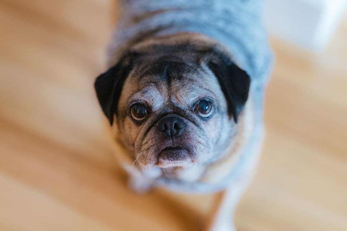 Senior-Hund-Pflegeplan, was dein Hund ab sieben Jahren wirkl – go4vet