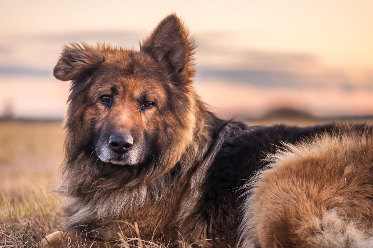 Senior-Hund-Pflegeplan, was dein Hund ab sieben Jahren wirkl – go4vet