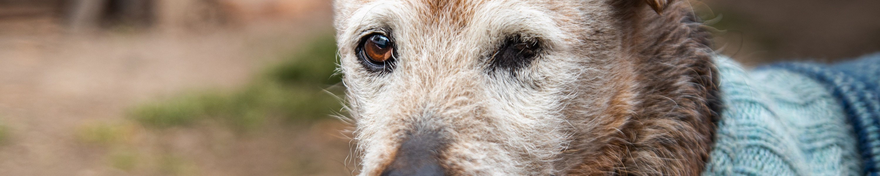 Senior-Hund-Pflegeplan, was dein Hund ab sieben Jahren wirklich braucht
