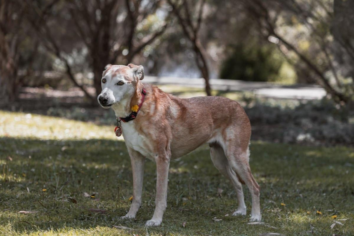 Senior Hund Ratgeber, alles für deinen alten Vierbeiner – go4vet