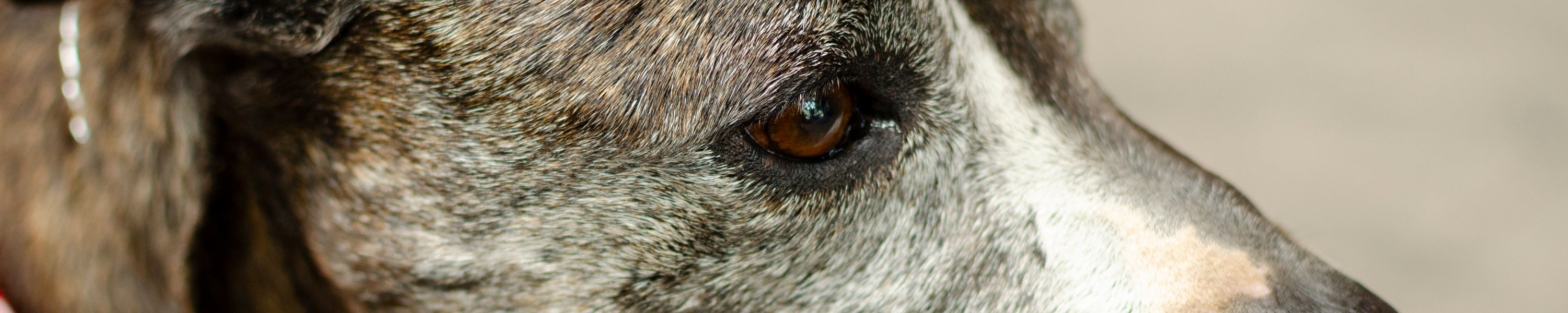 Senior Hund Ratgeber, alles für deinen alten Vierbeiner