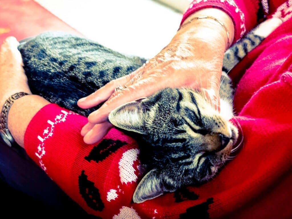 Senior Katze Ratgeber, alles für deine alte Katze